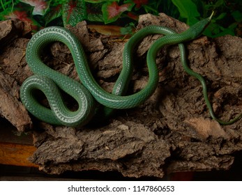 Rhinoceros Ratsnake Gonyosoma Boulengeri Terrarium Stock Photo ...