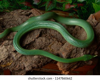 Rhinoceros Ratsnake Gonyosoma Boulengeri Terrarium Stock Photo ...