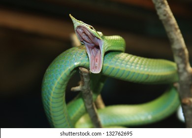 Rhinoceros Ratsnake Rhynchophis Boulengeri Known Rhinoceros Stock Photo ...