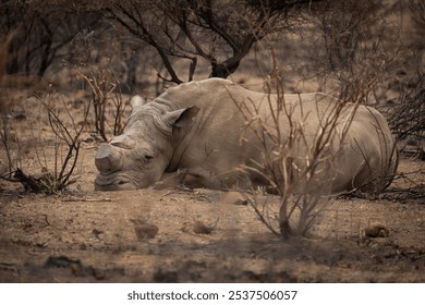 A rhinoceros rests peacefully on the ground, lying down with its eyes closed, taking a moment of quiet in the bushveld. Captured on a safari game drive, this scene shows the calm side - Powered by Shutterstock