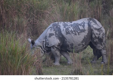 Rhinoceros (Rhino) At Kaziranga National Park Assam