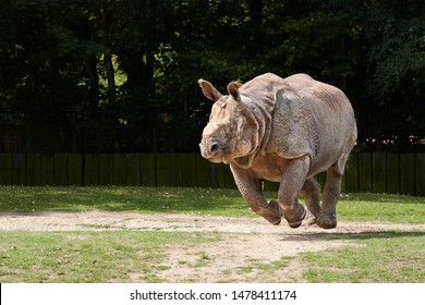 rhinoceros run