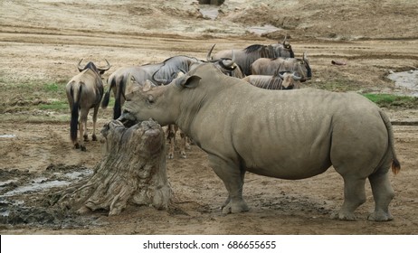 Rhinoceros At San Diego Zoo