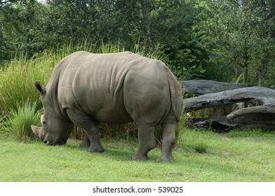 Rhinoceros At Seaworld Park, Orlando, Florida