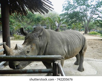 Rhinoceros Sits Sideways Stock Photo 742203676 | Shutterstock