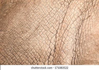 Rhinoceros Skin