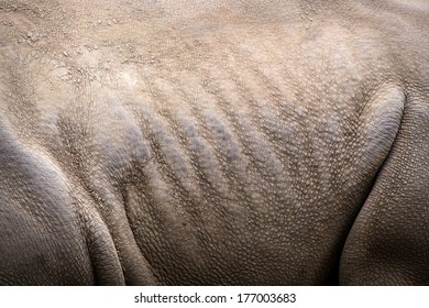 Rhinoceros Skin