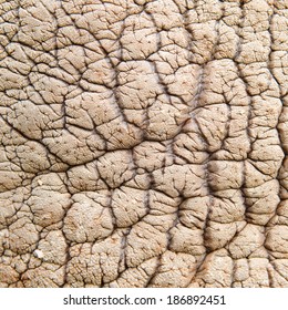 Rhinoceros Skin