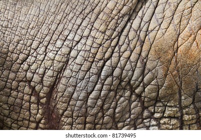 Rhinoceros Skin