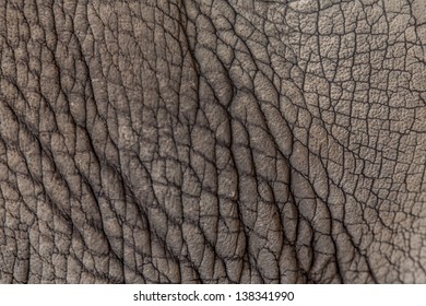 Rhinoceros Skin Patterns