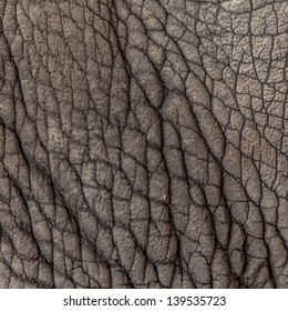 Rhinoceros Skin Patterns