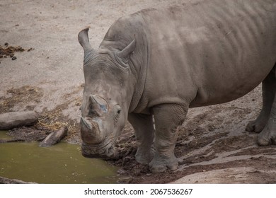 A Rhinoceros Standing And Drinking Water