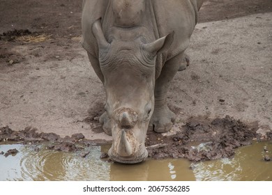 A Rhinoceros Standing And Drinking Water