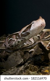 Rhinoceros Viper / Bitis Rhinoceros