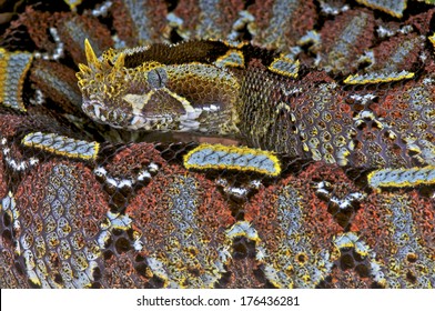 Rhinoceros Viper / Bitis Nasicornis