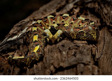 Rhinoceros Viper (Bitis nasicornis), also called River Jack, brightly coloured venomous snake that inhabits rainforests and swamps of West and Central Africa. - Shutterstock ID 2362464503