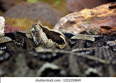 Rhinoceros Viper Snake