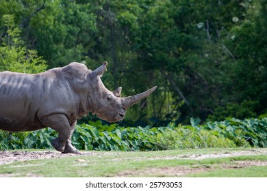 Rhinoceros walking through an opening