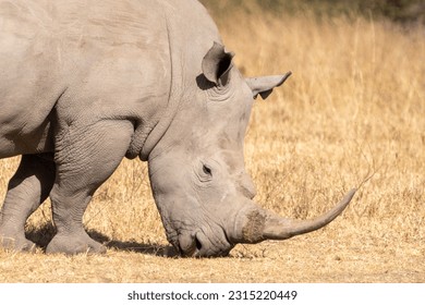 Rhinoceros walks in the grassland of Lake Nakuru National Park Kenya Africa - Shutterstock ID 2315220449