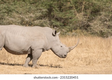 Rhinoceros walks in the grassland of Lake Nakuru National Park Kenya Africa - Shutterstock ID 2315220451