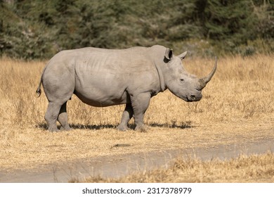 Rhinoceros walks in the grassland of Lake Nakuru National Park Kenya Africa - Shutterstock ID 2317378979