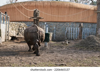 Rhinoceros In Wroclaw Zoo. Indian Rhinoceros Portrait