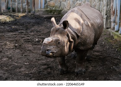 Rhinoceros In Wroclaw Zoo. Indian Rhinoceros Portrait