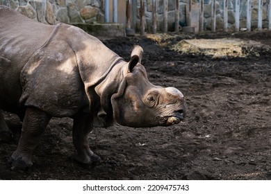 Rhinoceros In Wroclaw Zoo. Indian Rhinoceros Portrait