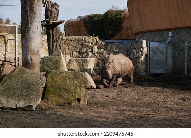 Rhinoceros In Wroclaw Zoo. Indian Rhinoceros Portrait