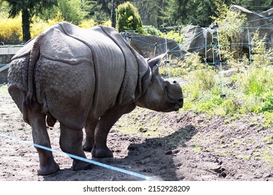 Rhinoceros at Zoo. The Ceratotherium simum is the largest extant species of rhinoceros.