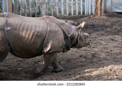 Rhinoceros At Zoo. Indian Rhinoceros Portrait