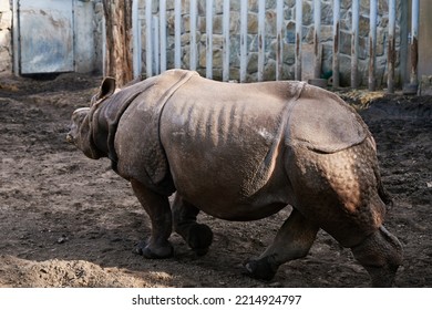 Rhinoceros In Zoo. Indian Rhinoceros Portrait