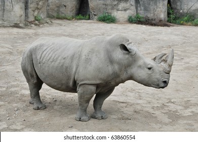 Rhinoceros In The Zoo Of Indianapolis