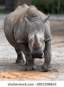 Rhinocerous from the front staring at the camera 