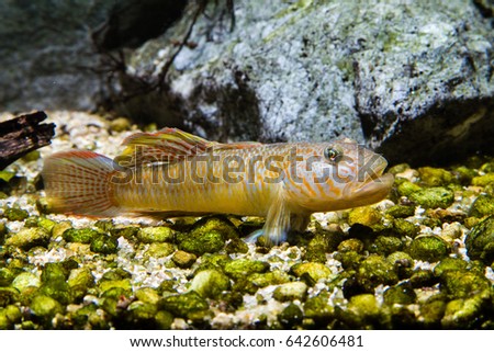 Rhinogobius giurinus native fish of Eastern Asia