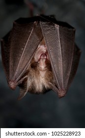 Rhinolophus Hipposideros (Lesser Horseshoe Bat)