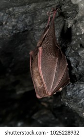 Rhinolophus Hipposideros (Lesser Horseshoe Bat)