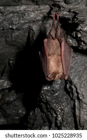 Rhinolophus Hipposideros (Lesser Horseshoe Bat)