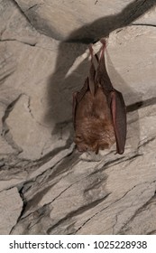 Rhinolophus Hipposideros (Lesser Horseshoe Bat)