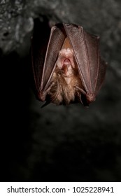 Rhinolophus Hipposideros (Lesser Horseshoe Bat)