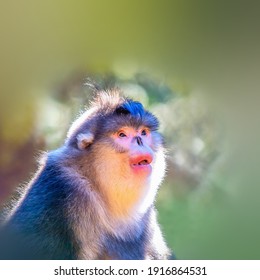 Rhinopithecus Bieti Foraging In The Forest