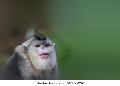 Rhinopithecus Bieti Head Close-up In The Habitat