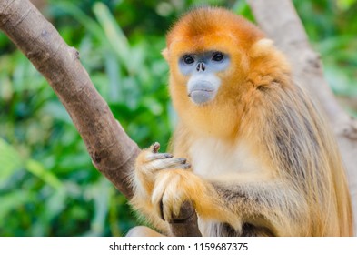 Rhinopithecus Snub-nosed Monkey