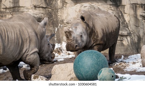 Rhinos Detroit Zoo