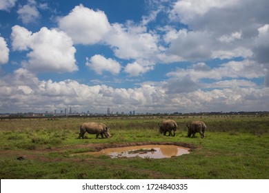 Rhinos In Front Of Nairobi´s Skyline