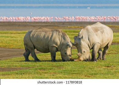 Rhinos In Lake Nakuru National Park, Kenya