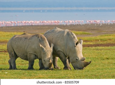 Rhinos In Lake Nakuru National Park, Kenya