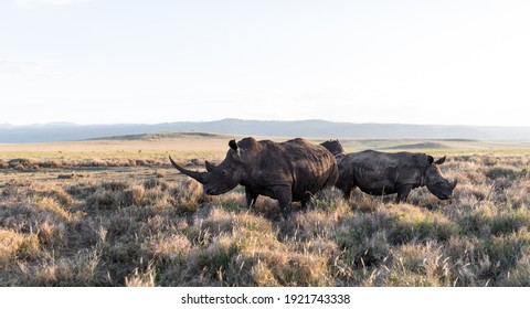 Rhino's Of Lewa Wildlife Conservancy, Kenya