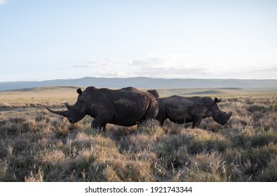 Rhino's Of Lewa Wildlife Conservancy, Kenya