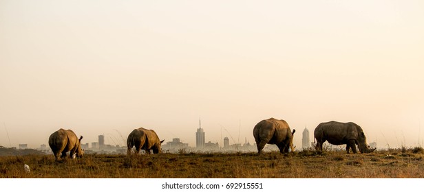 Rhinos And The Nairobi City Skyline